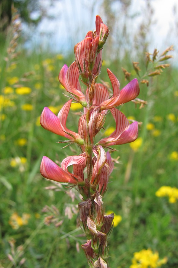 Image of Onobrychis arenaria specimen.