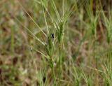 Aegilops ovata. Верхушки побегов с соцветиями и ползущим муравьём. Греция, Эгейское море, о. Парос, пос. Дриос, горный склон, необработанный участок. 12.04.2018.