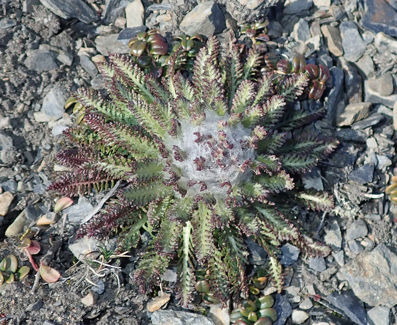 Image of Pedicularis alopecuroides specimen.