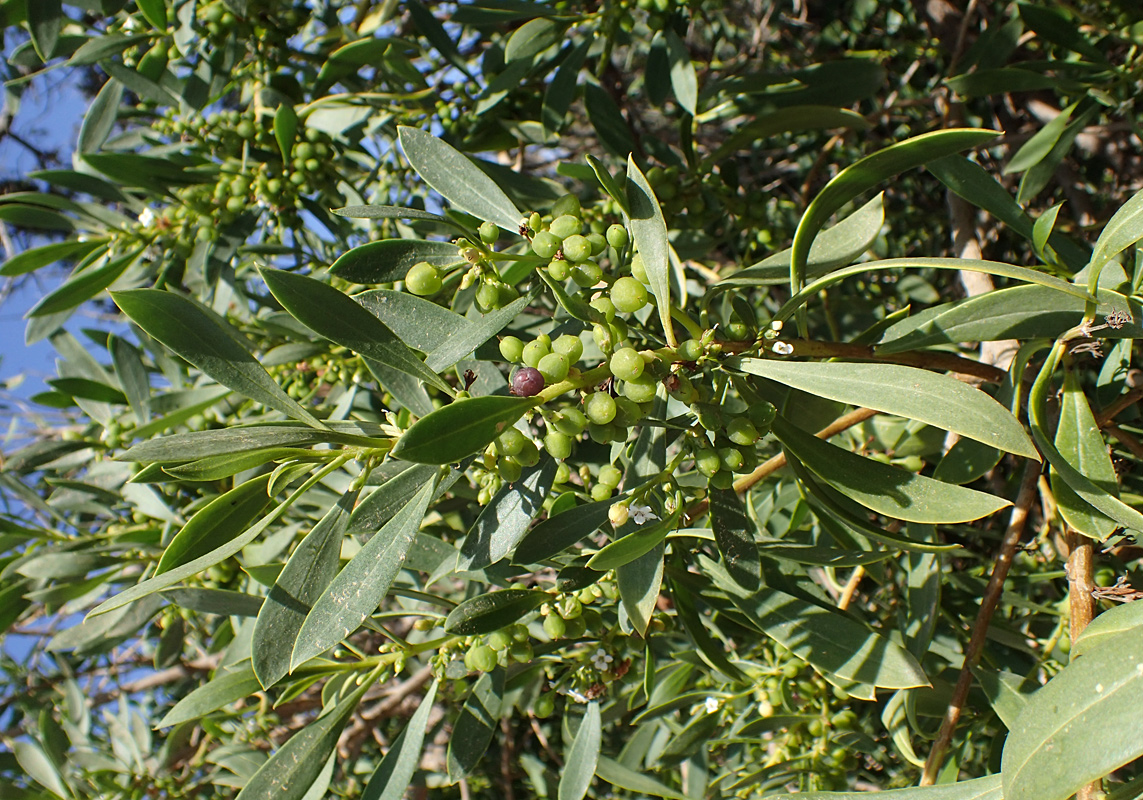 Изображение особи Myoporum acuminatum.