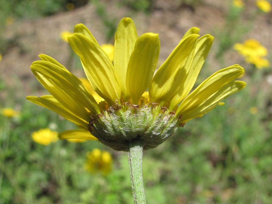 Изображение особи Anthemis monantha.