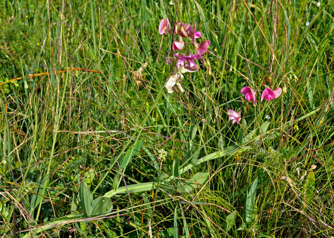 Image of Lathyrus latifolius specimen.