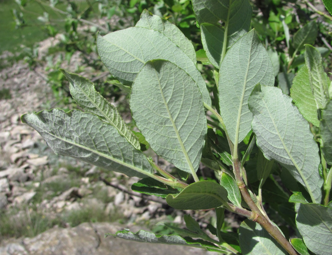 Image of Salix caprea specimen.