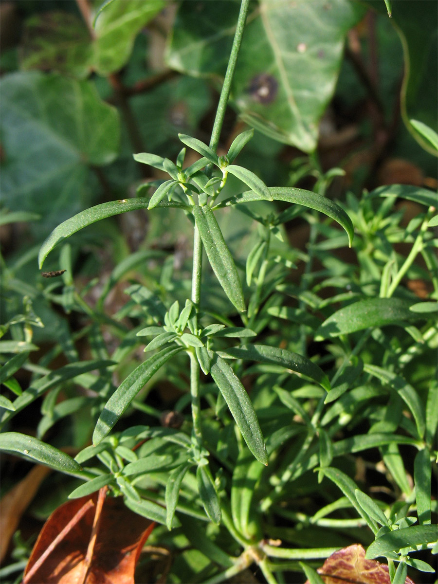 Image of Linaria repens specimen.