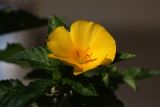 Turnera ulmifolia. Верхушка побега с цветком. Израиль, г. Бат-Ям. 07.11.2017.
