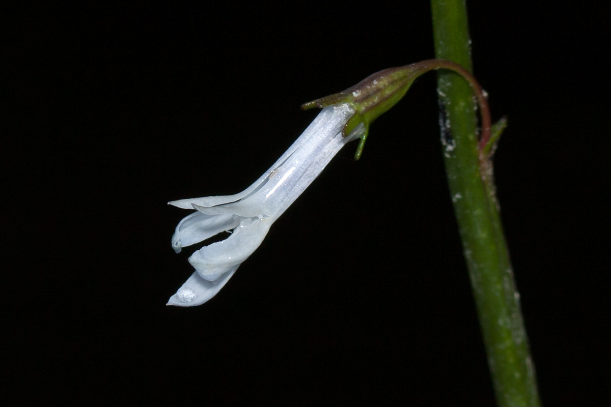 Image of Lobelia dortmanna specimen.