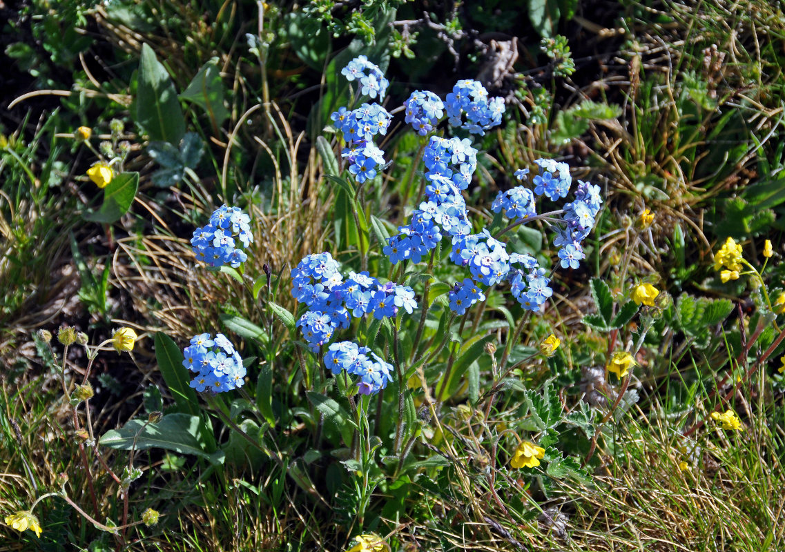 Image of Myosotis austrosibirica specimen.