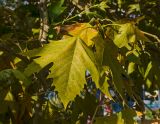 Platanus orientalis. Листья, принимающие осеннюю окраску (вид с адаксиальной стороны). Краснодарский край, МО город-курорт Сочи, Адлерский р-н, окр. океанариума, в озеленении. 4 октября 2019 г.