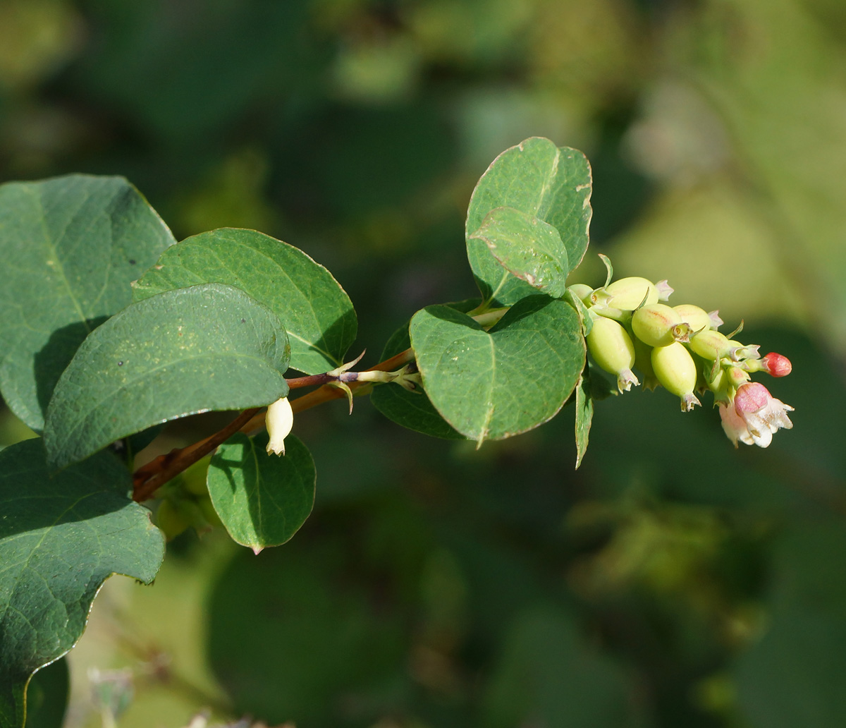 Изображение особи Symphoricarpos albus var. laevigatus.