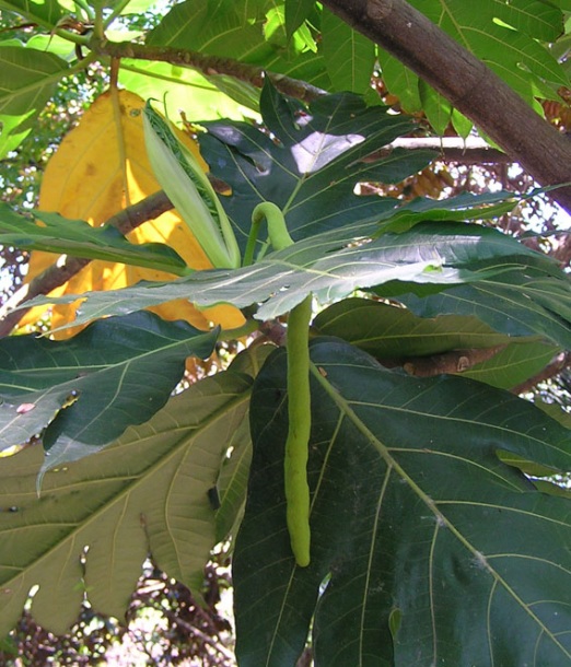 Image of Artocarpus altilis specimen.