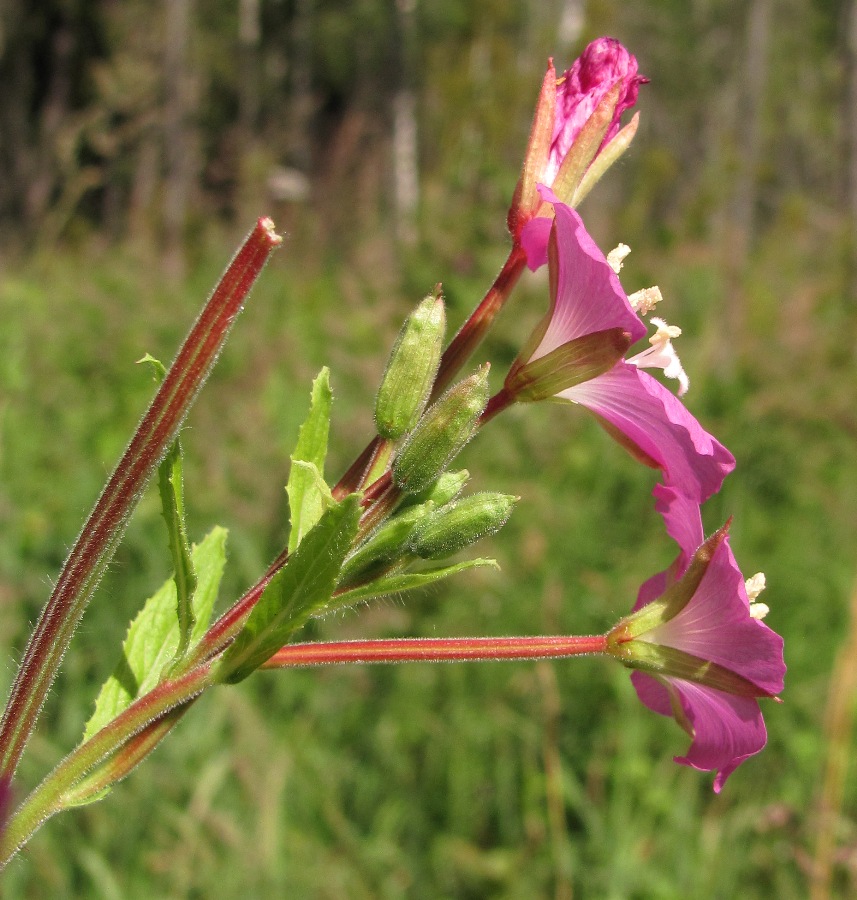 Image of Epilobium hirsutum specimen.