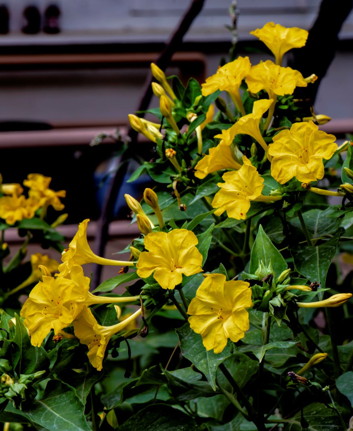 Изображение особи Mirabilis jalapa.