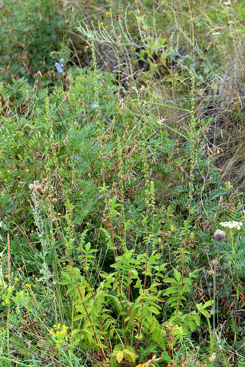 Image of Agrimonia eupatoria specimen.