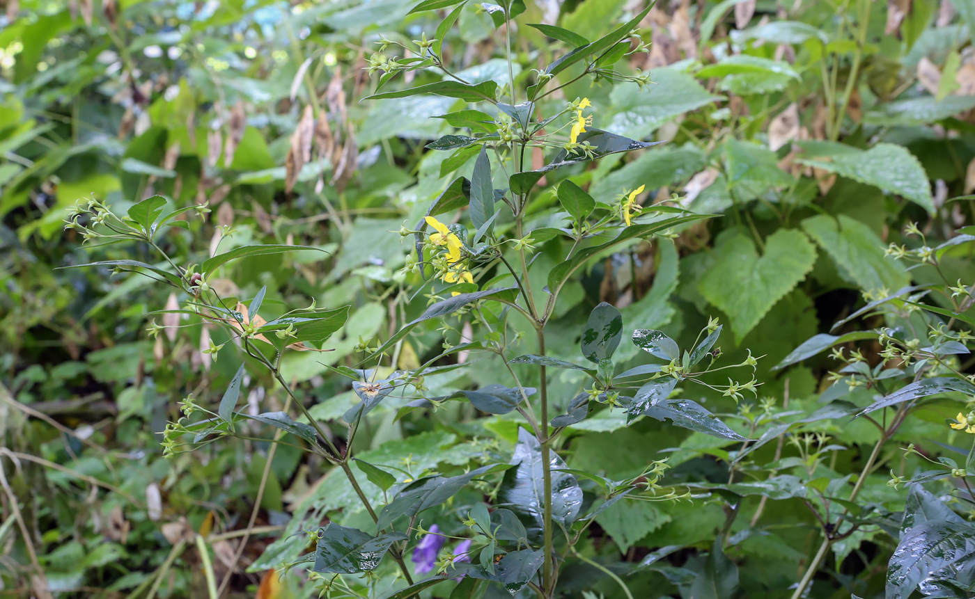 Image of Lysimachia ciliata specimen.