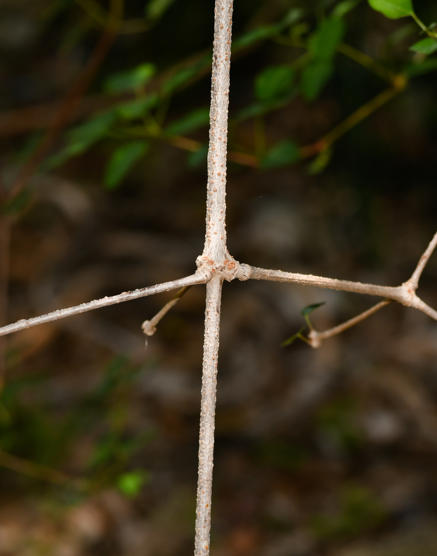 Image of Euphorbia schlechtendalii specimen.