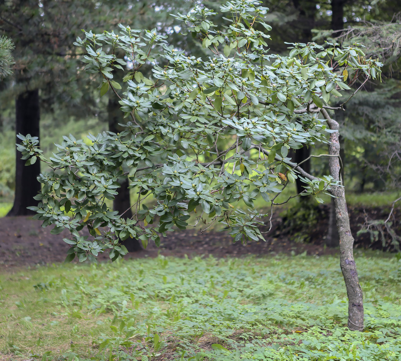 Image of Rhododendron morii specimen.