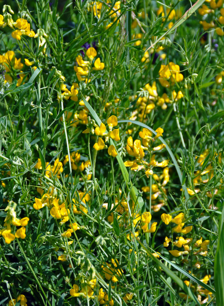 Изображение особи Lathyrus pratensis.