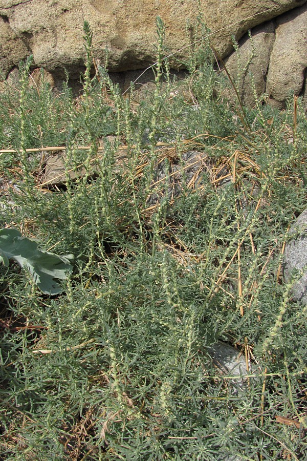 Image of Bassia prostrata specimen.