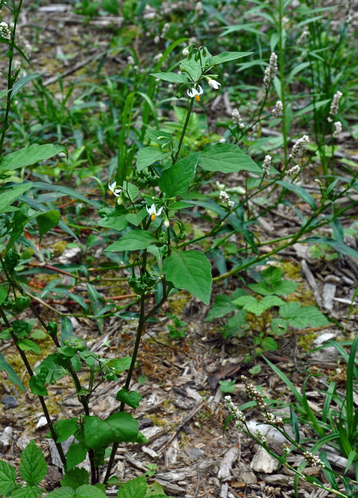 Image of Solanum nigrum specimen.