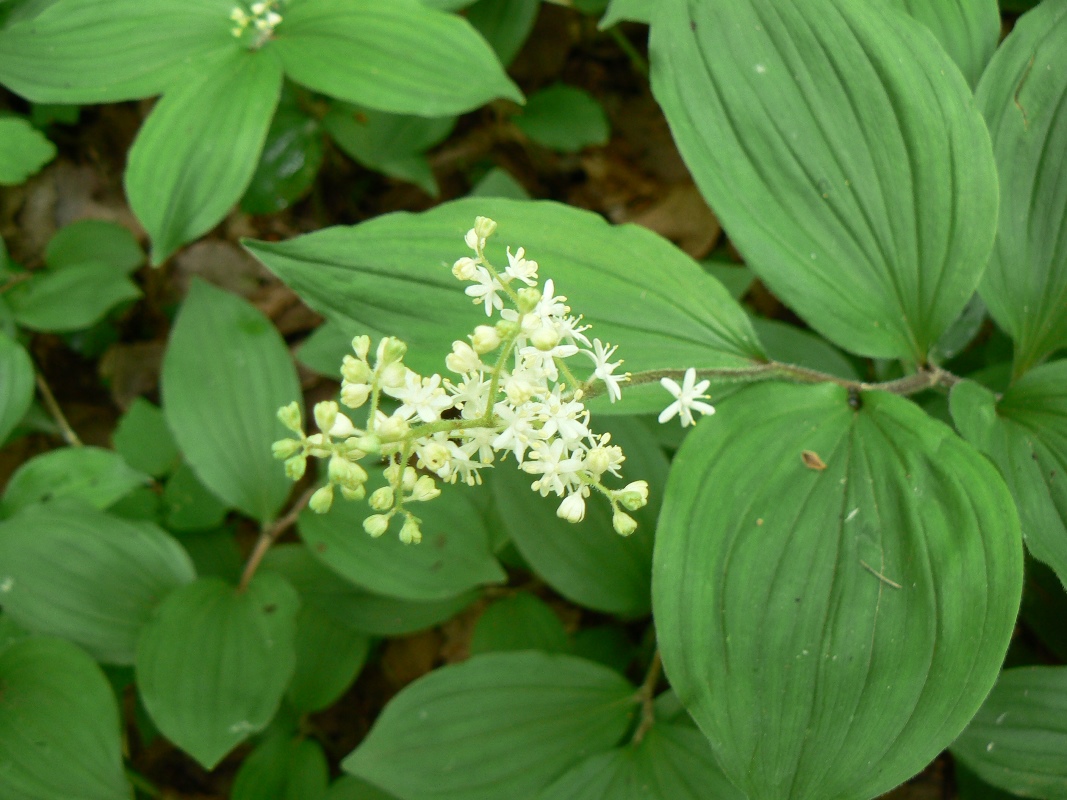 Image of Smilacina hirta specimen.