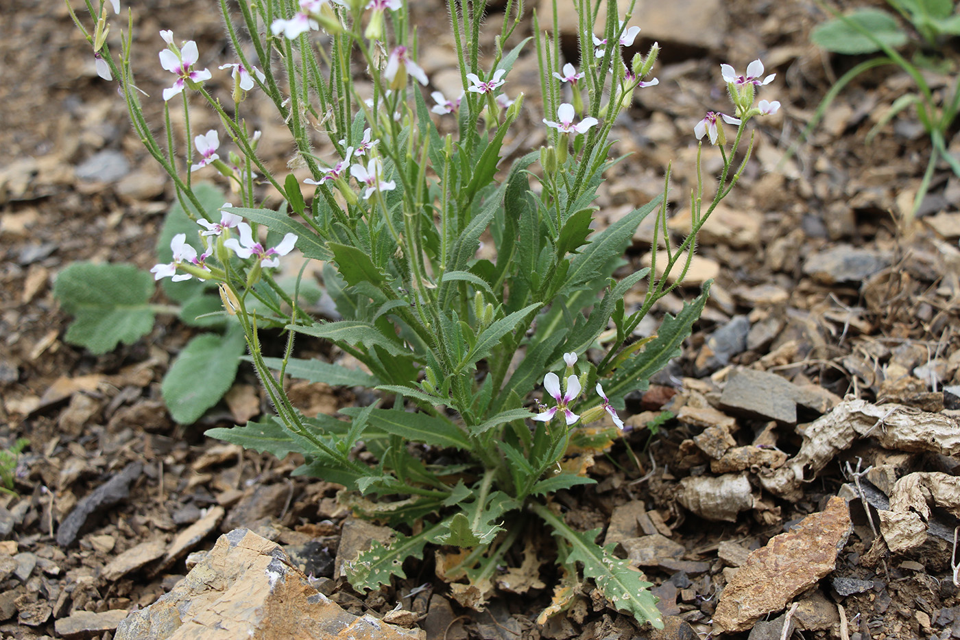 Image of Parrya mollissima specimen.