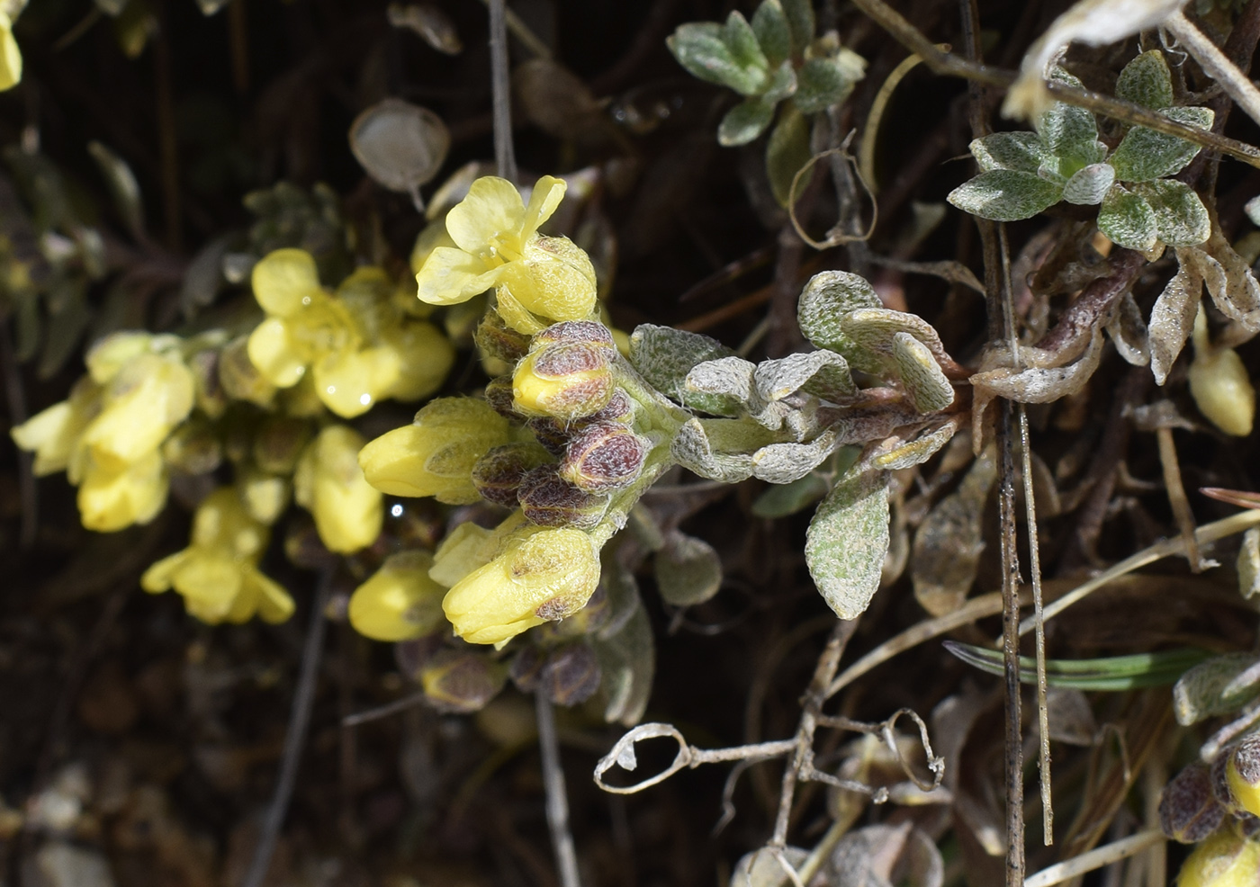 Изображение особи Alyssum cacuminum.