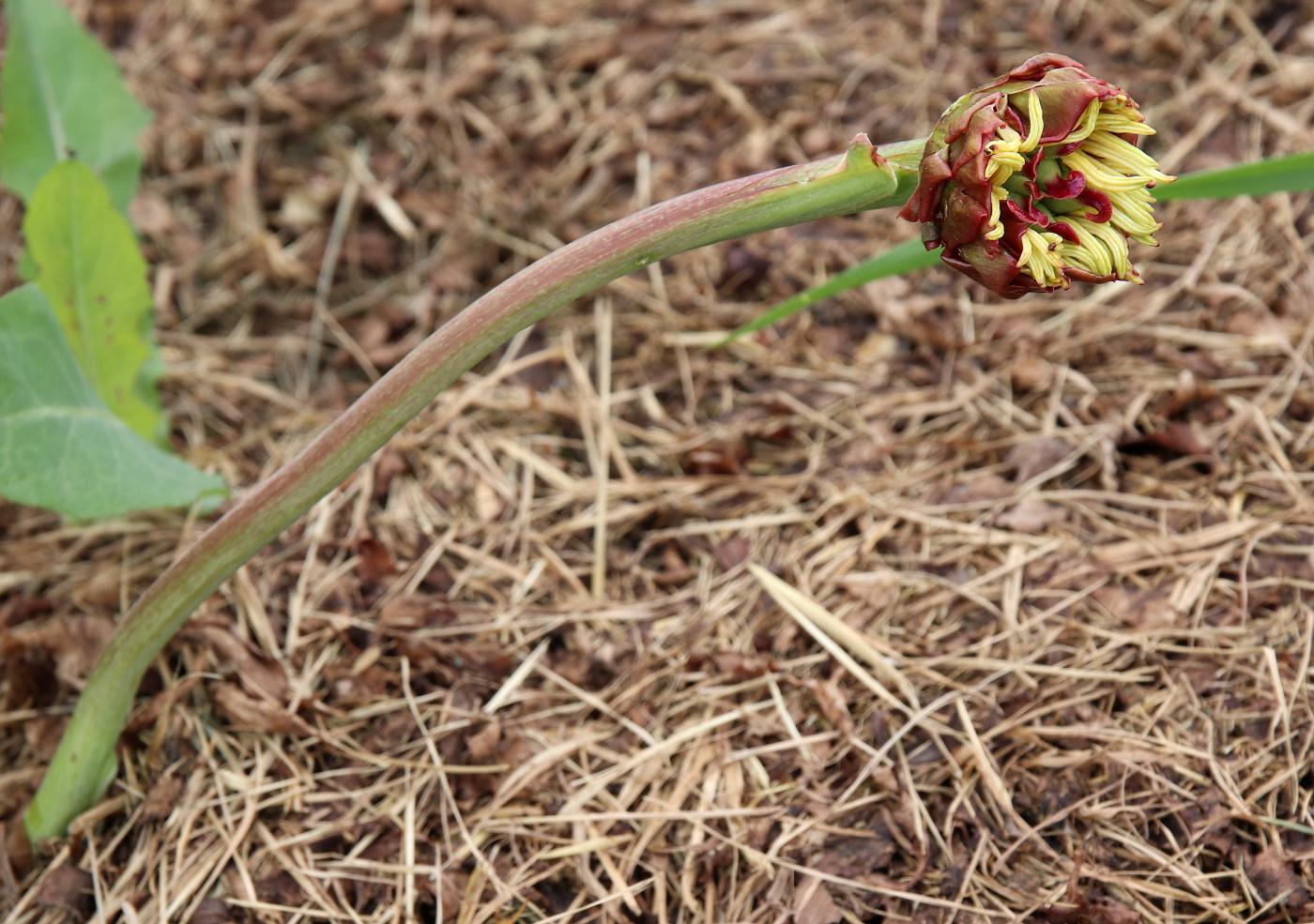 Image of Paeonia suffruticosa specimen.