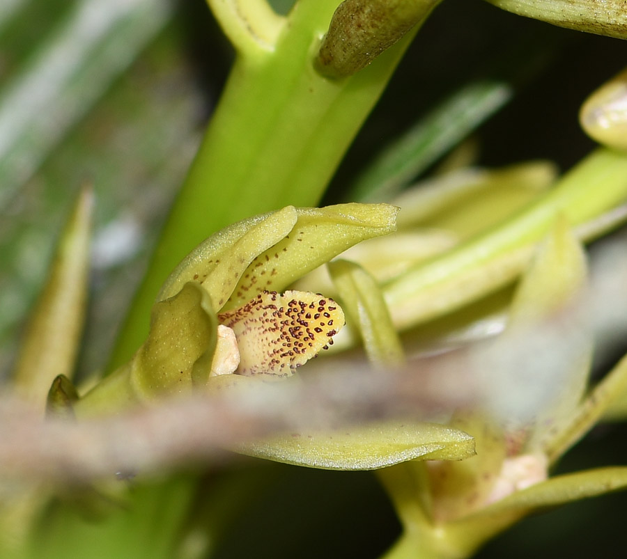 Изображение особи семейство Orchidaceae.