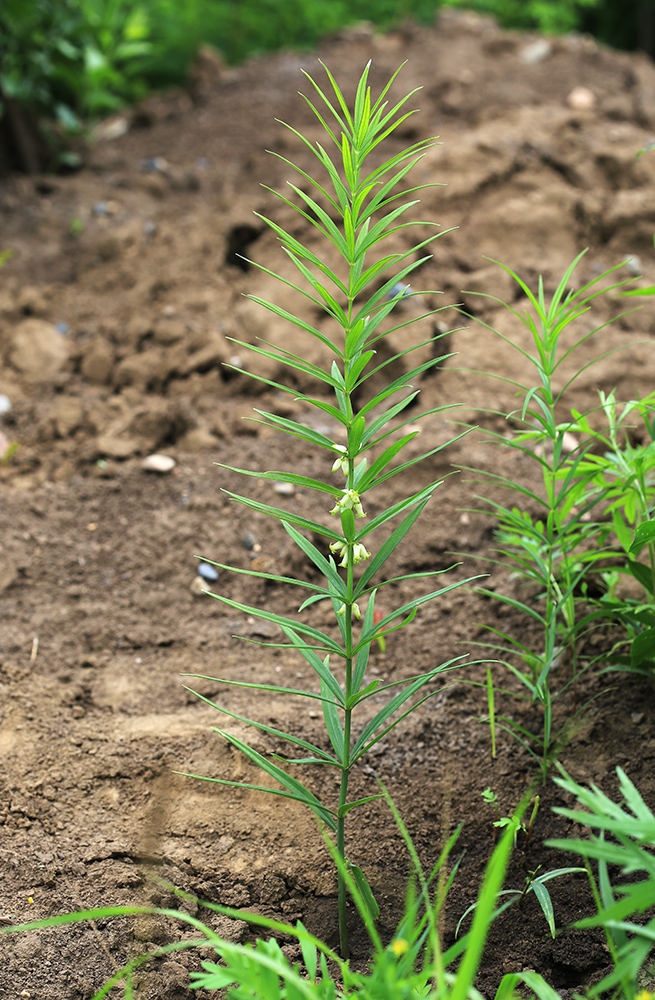 Image of Polygonatum stenophyllum specimen.