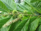 Смотреть изображение Castanea mollissima