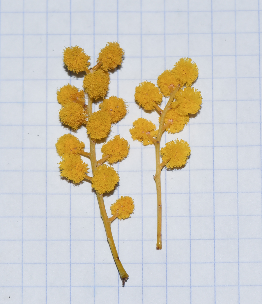 Image of Acacia cultriformis specimen.