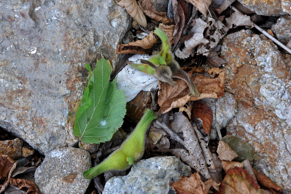 Изображение особи Corylus mandshurica.