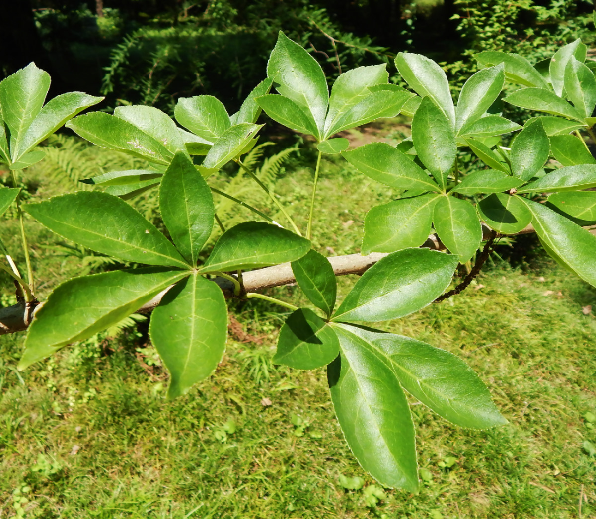 Image of familia Araliaceae specimen.