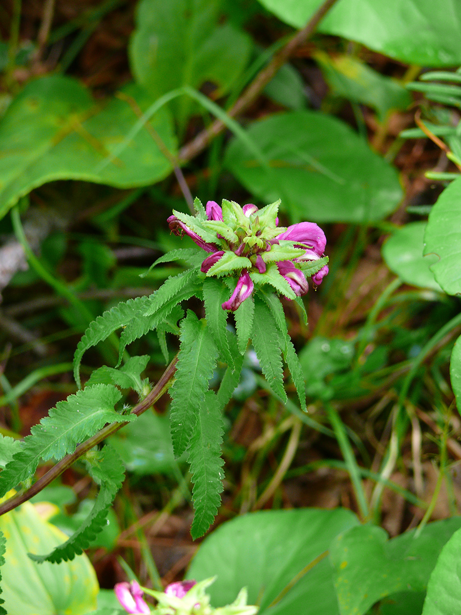 Изображение особи Pedicularis resupinata.