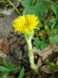 Tussilago farfara