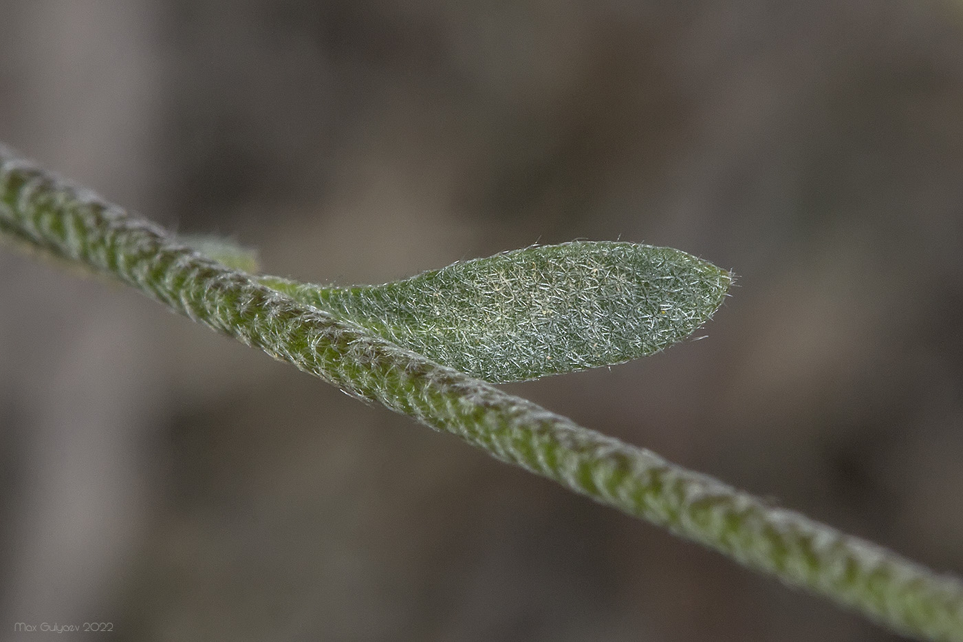 Image of genus Odontarrhena specimen.