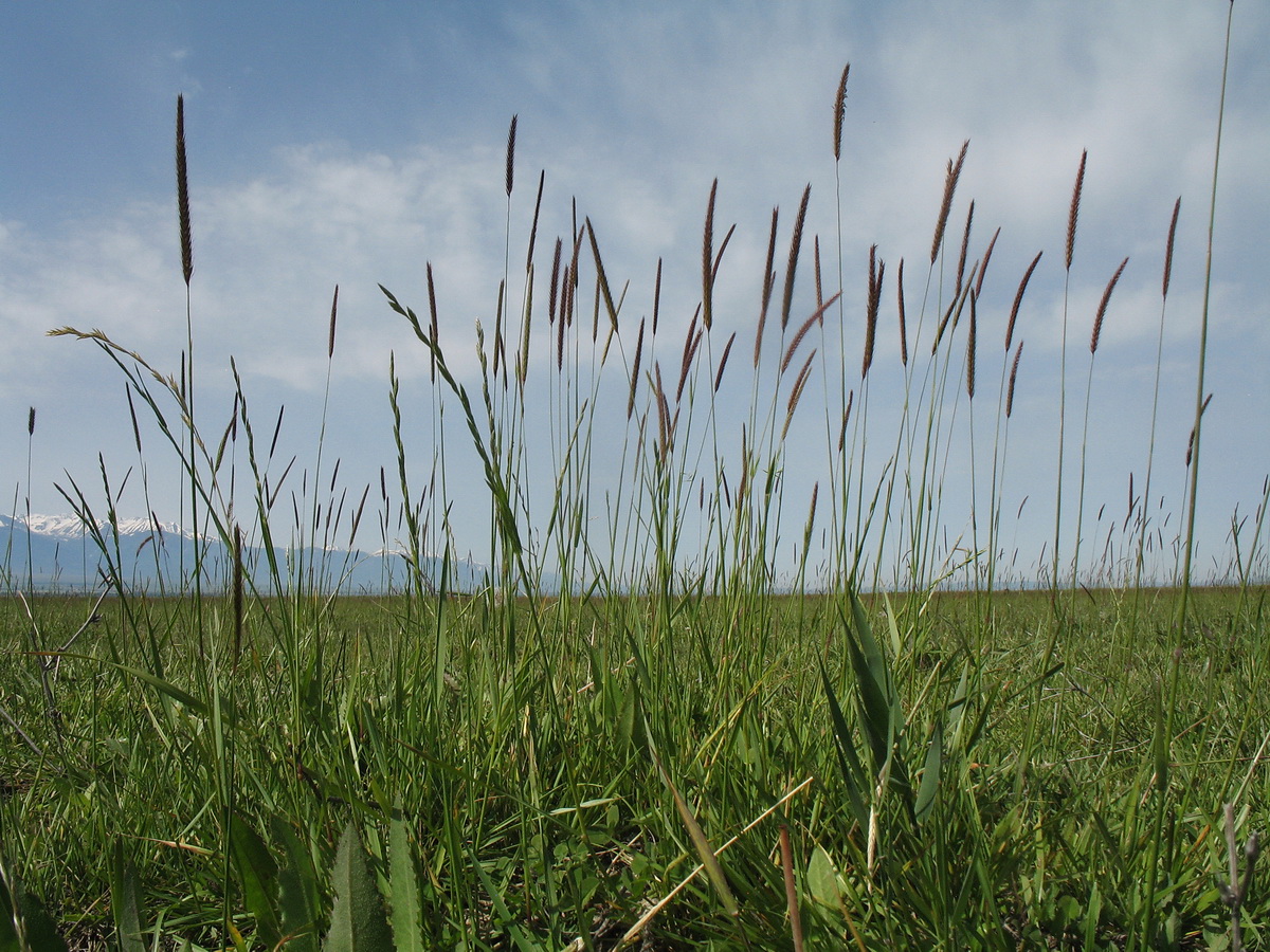 Image of Hordeum nevskianum specimen.