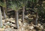 genus Pachypodium. Вегетирующие растения. Мадагаскар, провинция Тулеария, регион Ациму-Андрефана, Arboretum d'Antsokay. 04.12.2019.