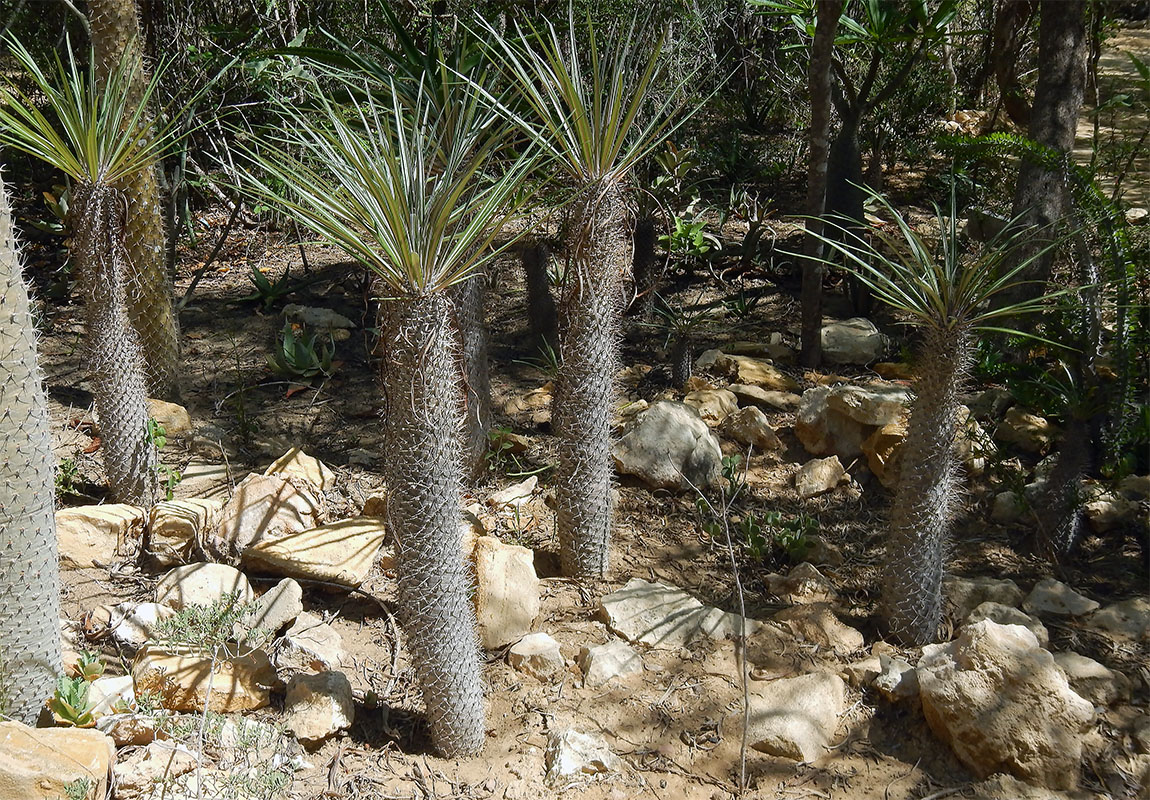 Image of genus Pachypodium specimen.