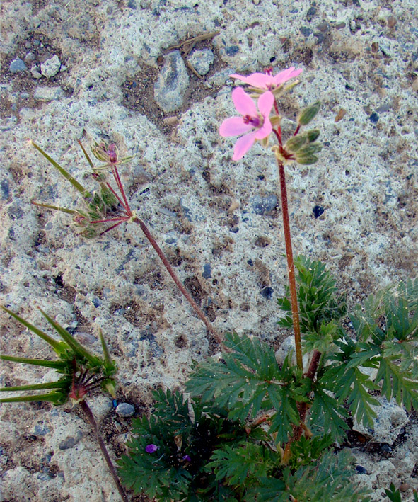 Image of Erodium cicutarium specimen.