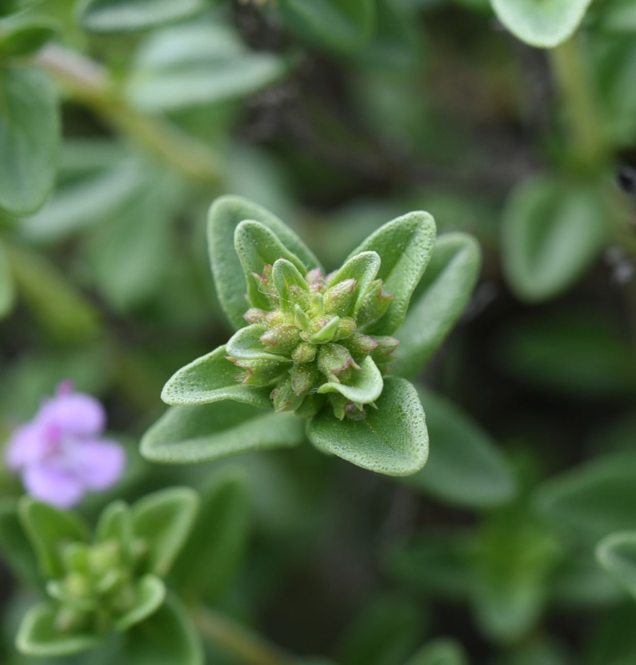 Изображение особи Thymus caucasicus.