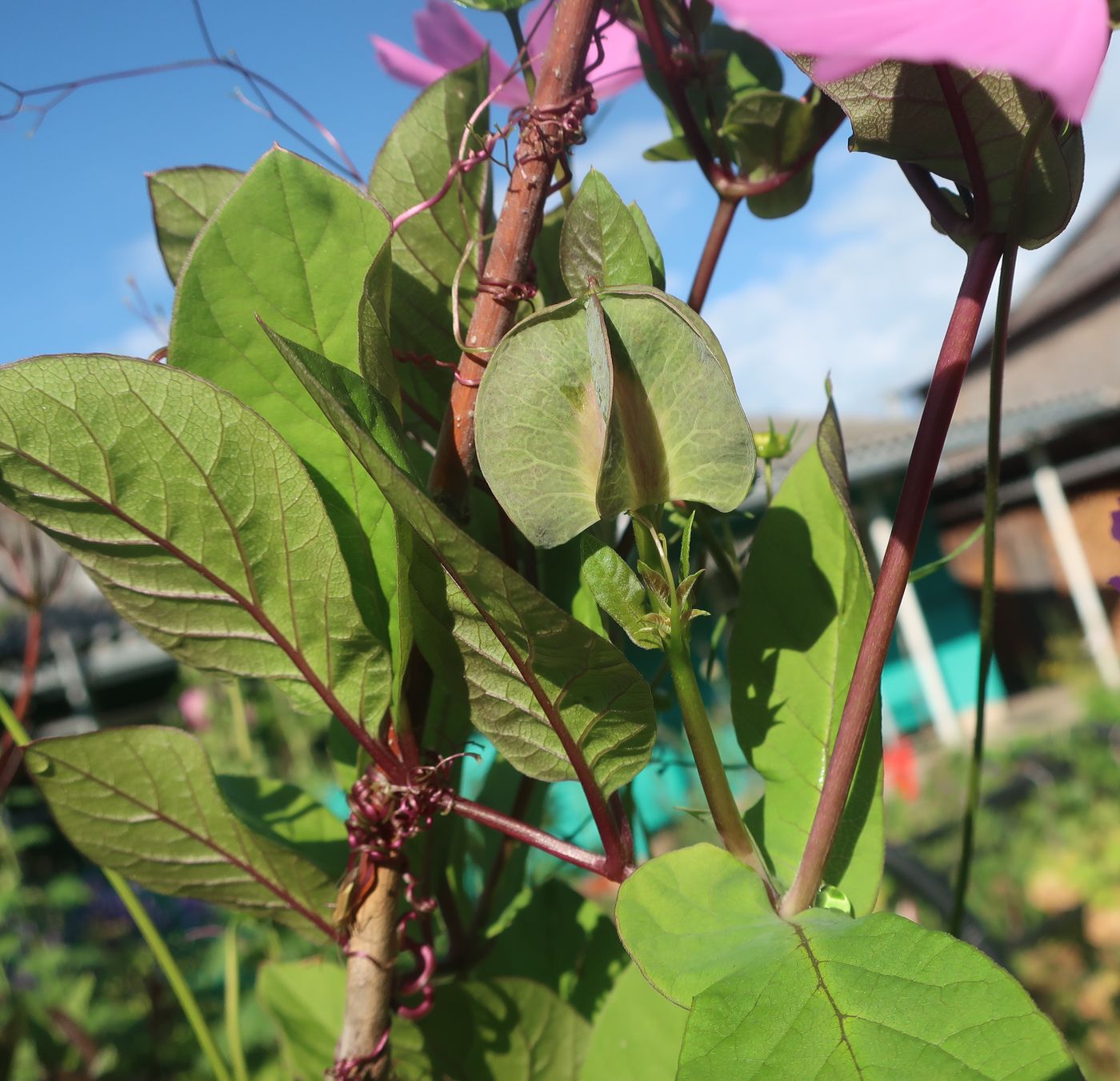 Изображение особи Cobaea scandens.