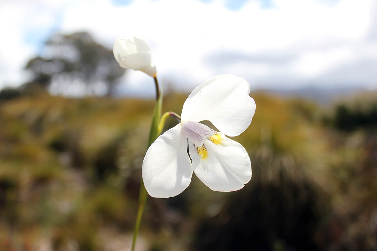 Image of Diplarrena latifolia specimen.