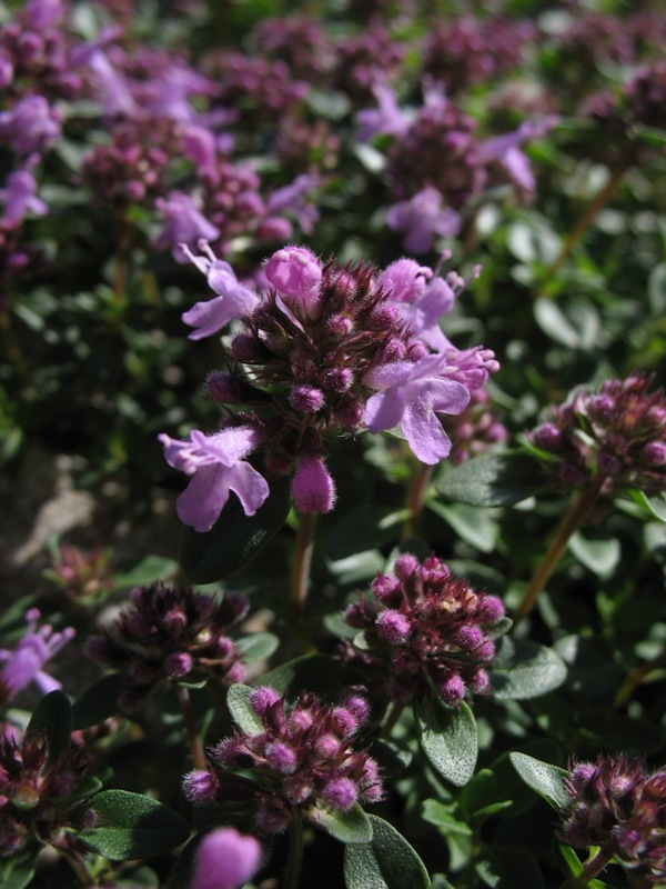 Image of Thymus caucasicus specimen.