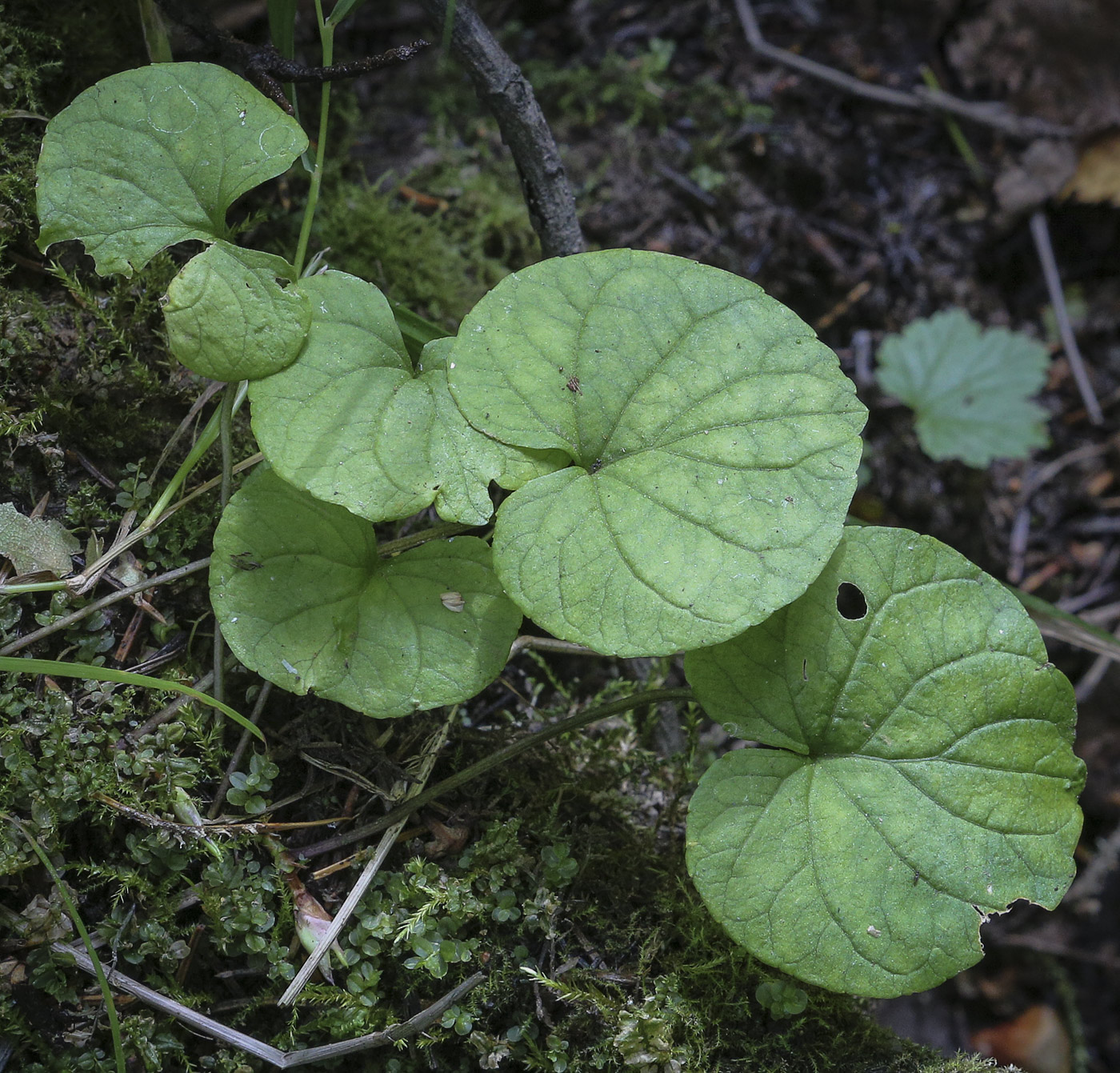 Image of genus Viola specimen.