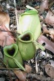 Nepenthes ampullaria