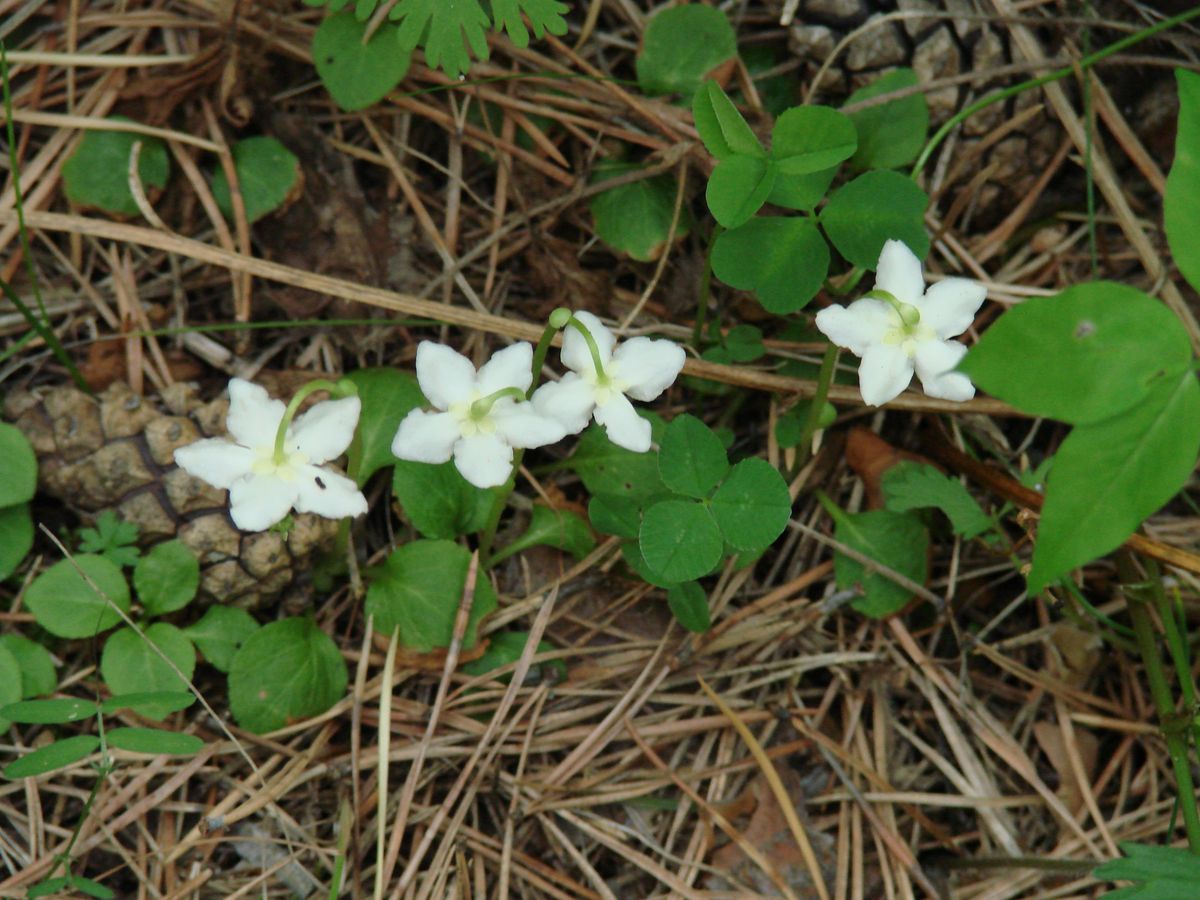 Изображение особи Moneses uniflora.