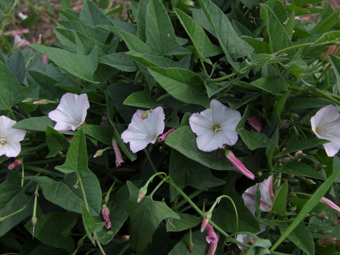 Image of Convolvulus arvensis specimen.