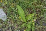 Inula helenium