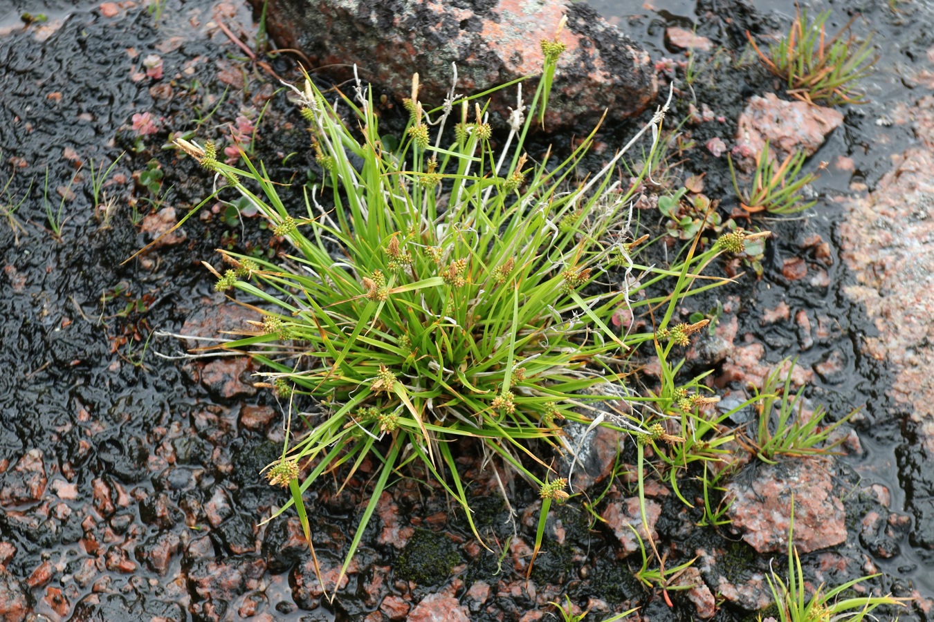 Изображение особи Carex serotina.